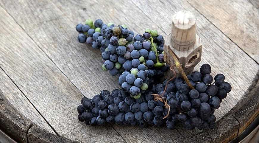 Рейтинг сортов неукрывного винограда для беседки, виноделия и просто для еды!
