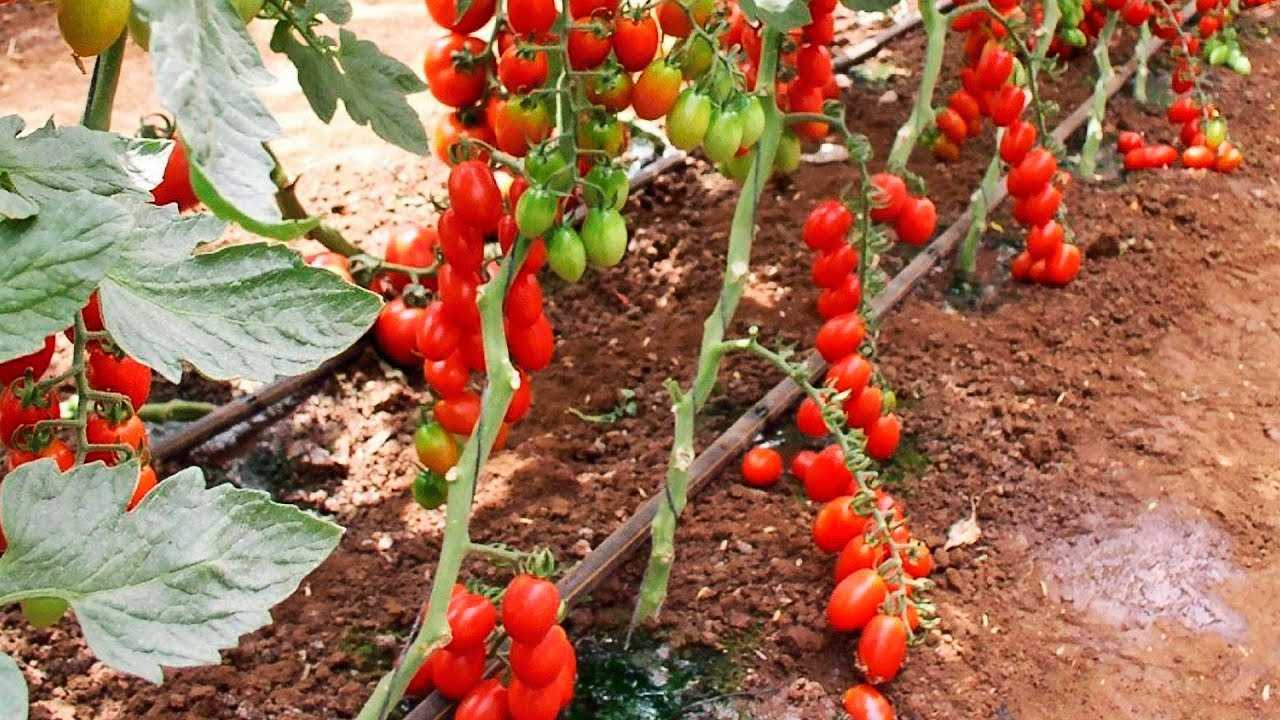 Неправильная концентрация удобрений для подкормки томатов