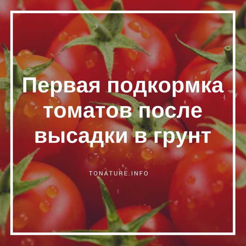 Неправильное время подкормки томатов