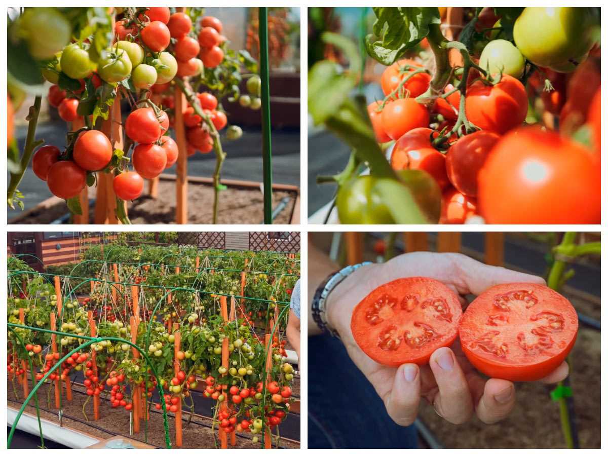 Решающая подкормка томатов после высадки – не допустите вполне понятную ошибку!