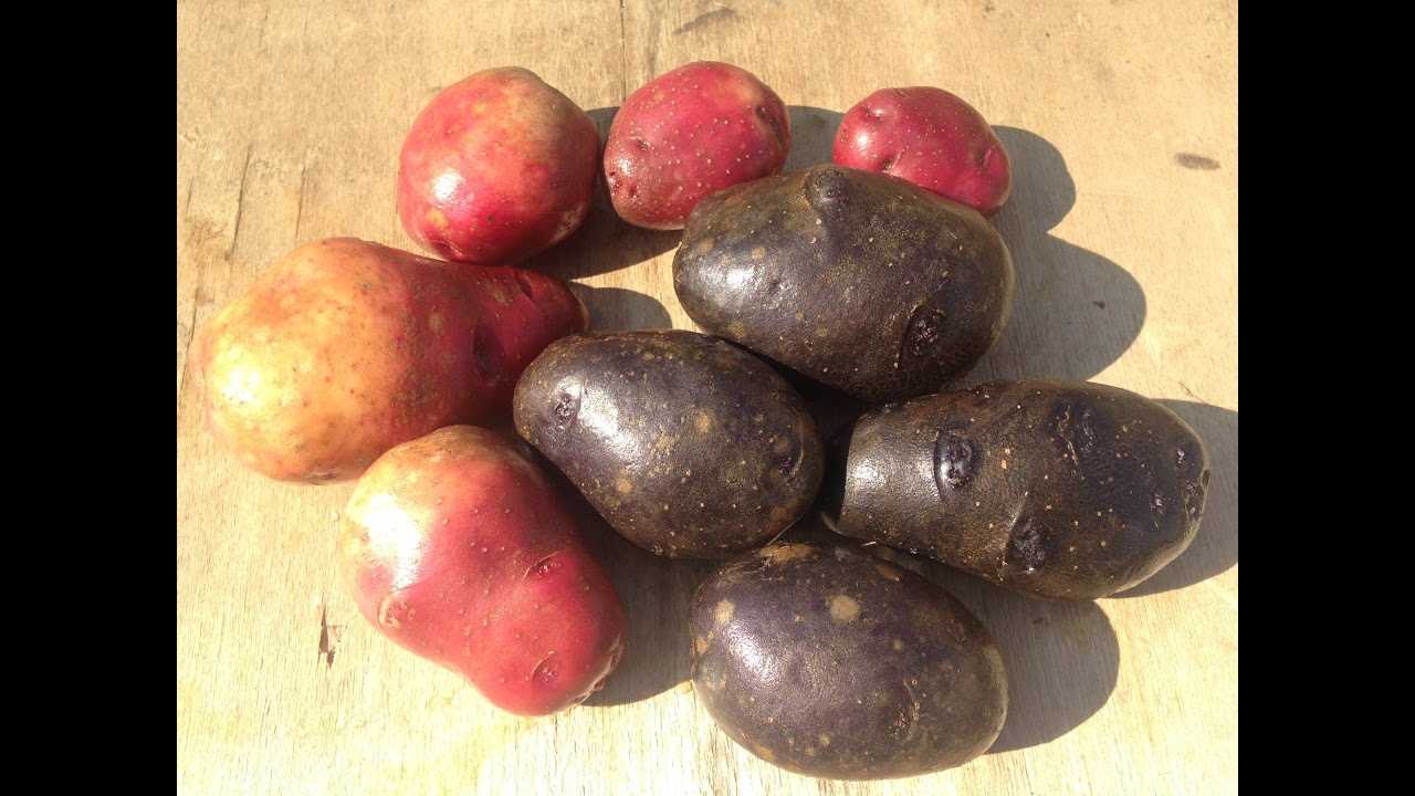 Повышаем урожайность: важность яровизации для получения крупного картофеля