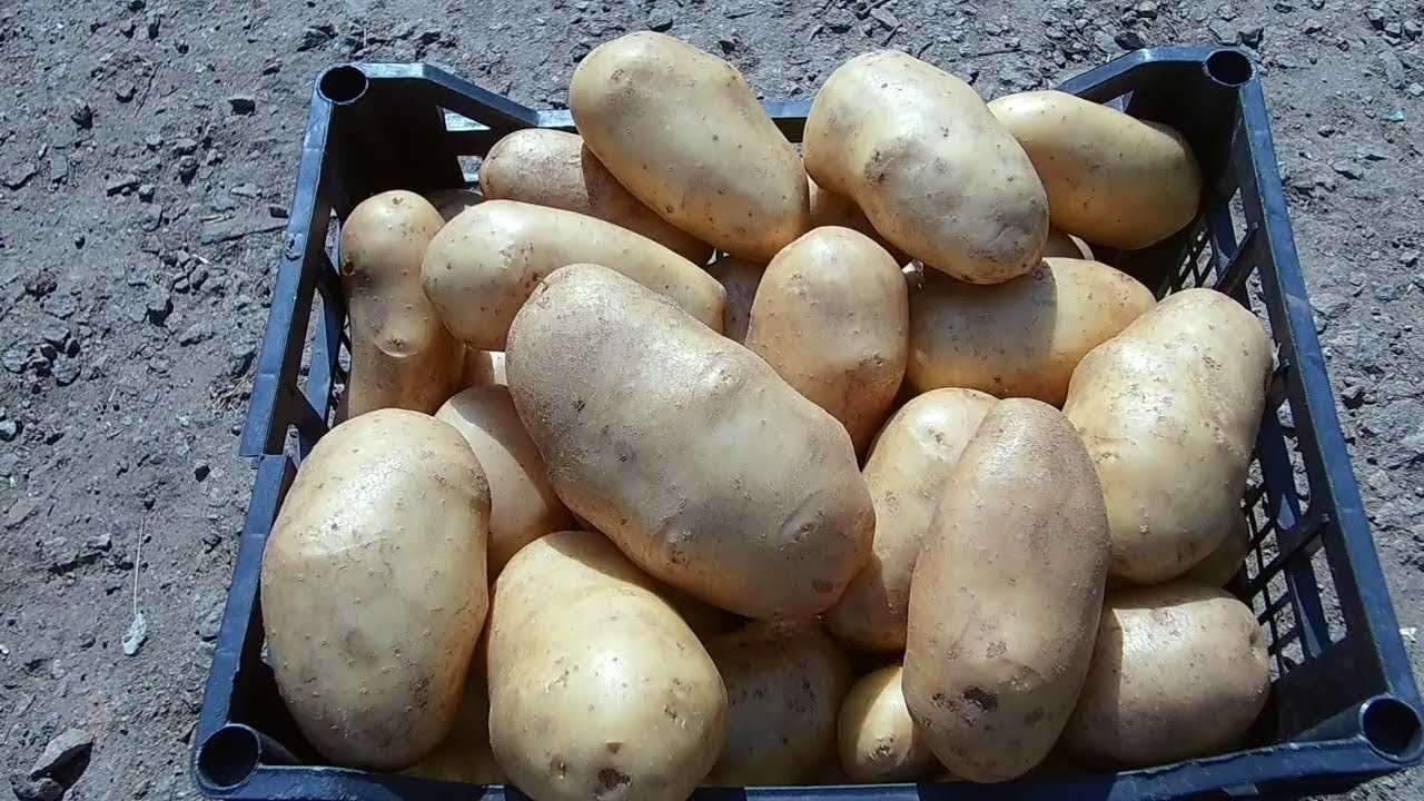 Новая техника позволяет получить урожай картофеля невероятных размеров!