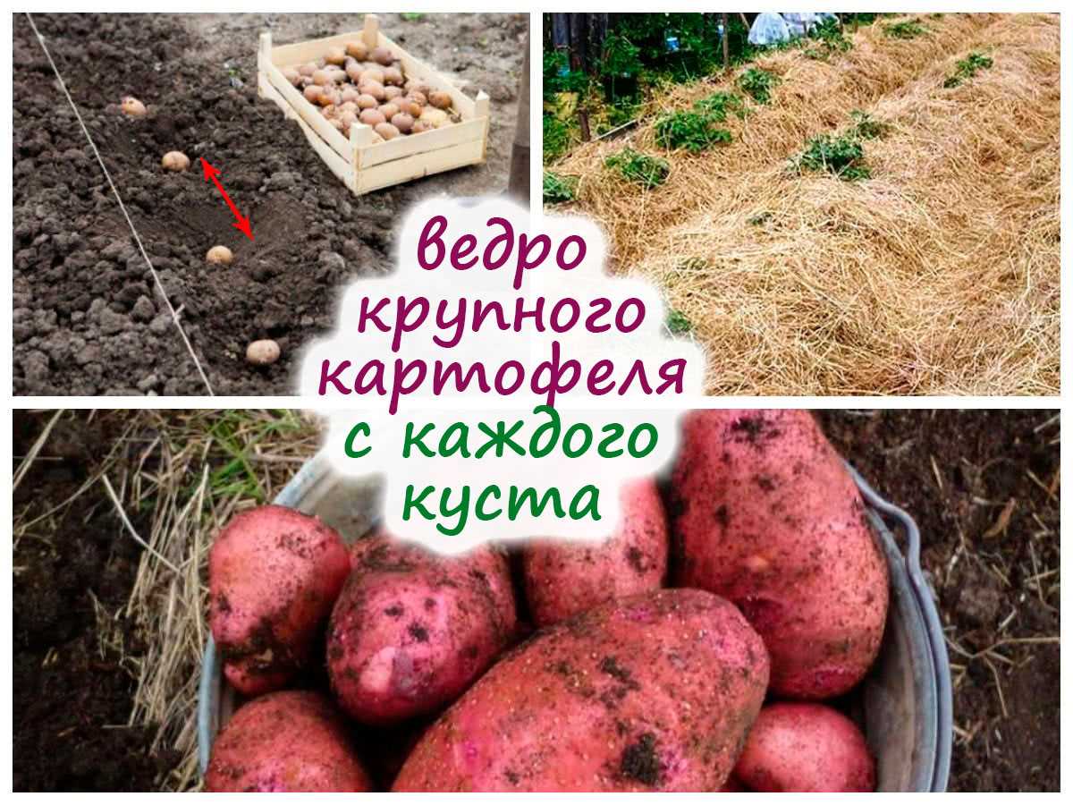 Как достичь максимального размера картофеля с помощью яровизации?