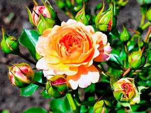 Обрезка розы флорибунда