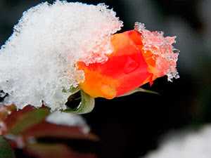  Почему важно укрывать розы на зиму 