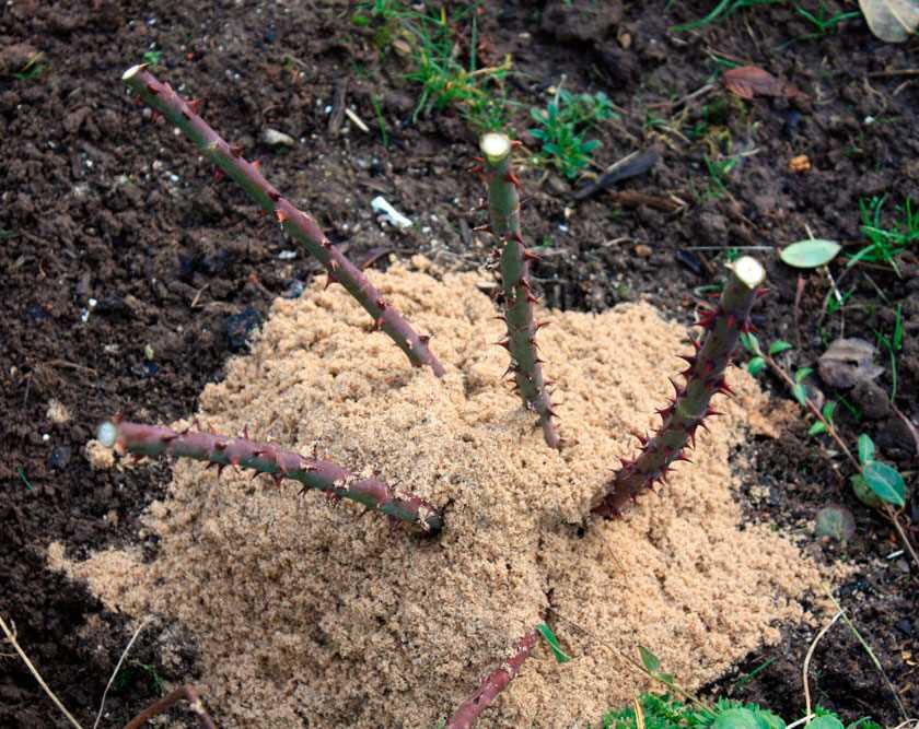 Подготовка почвы и корневой системы