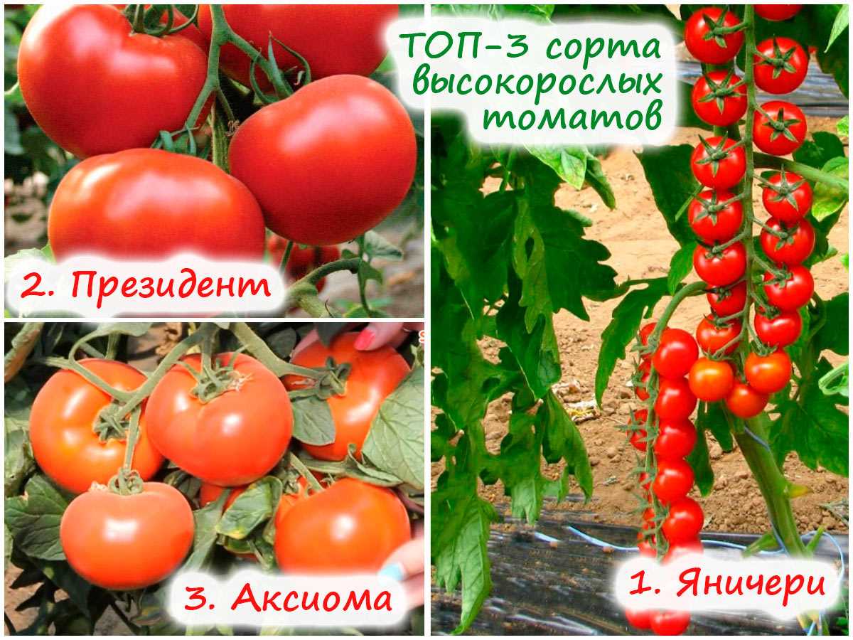 С посевом не опоздали – 13 сортов томатов, которые можно сеять в апреле!