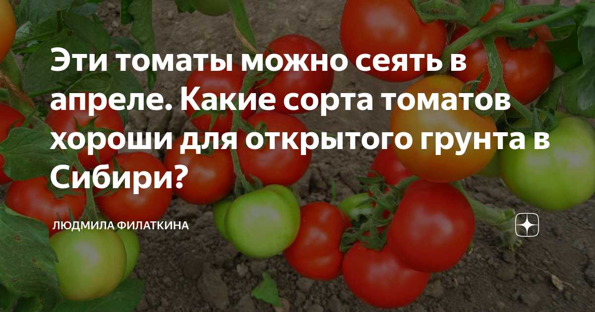 s posevom ne opozdali 13 sortov tomatov kotorie m uyu44pbd