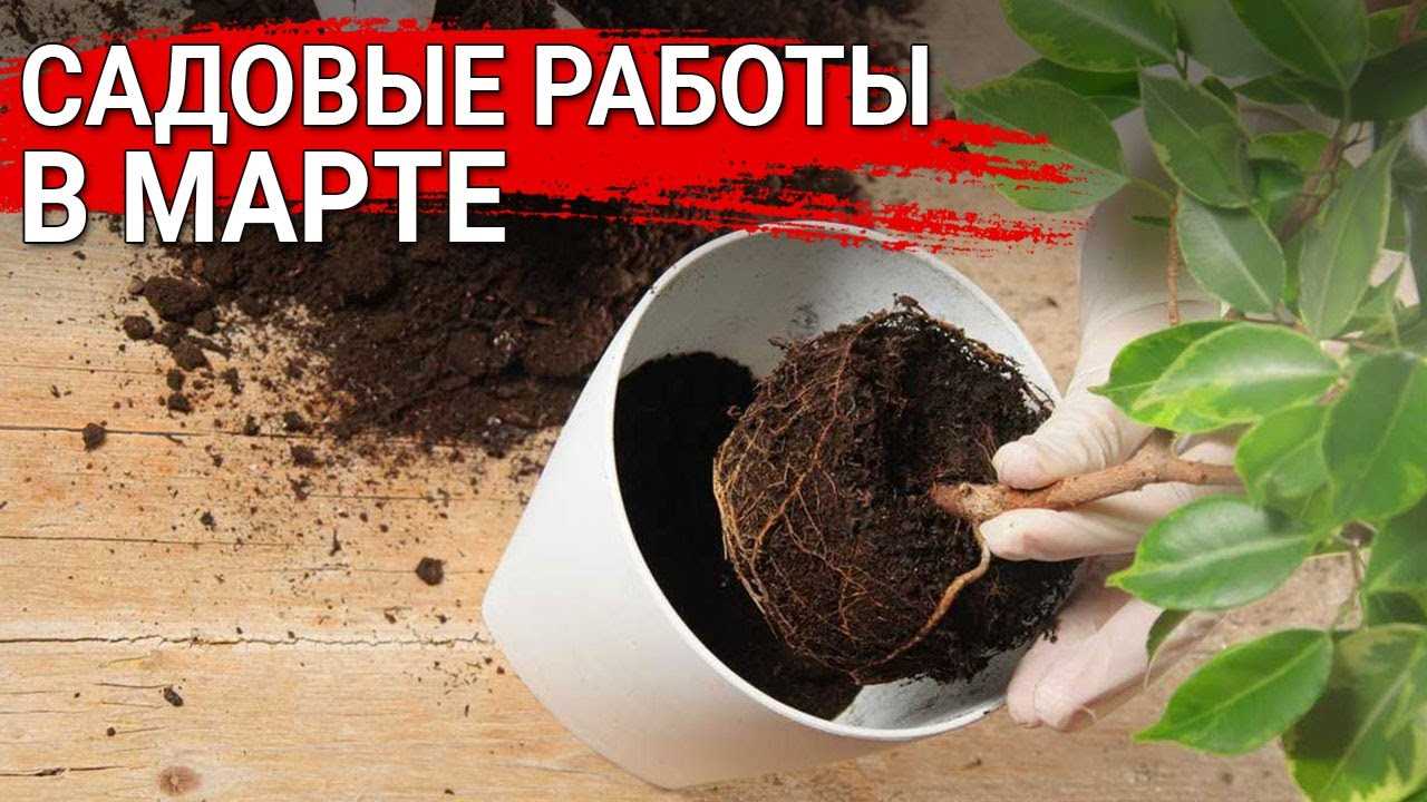 Укладка нового газона