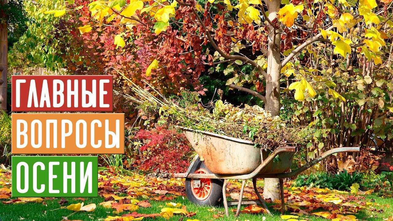Садовые работы в ноябре – 9 пунктов, выполнение которых сохранит ваш сад до весны