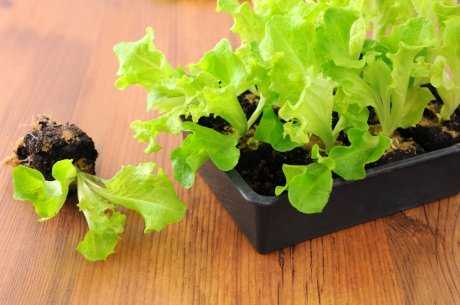 Салат: выращивание на подоконнике и на огороде