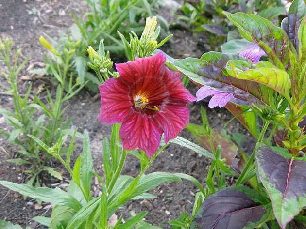 Сальпиглоссис альпийский: идеальное растение для садов и клумб