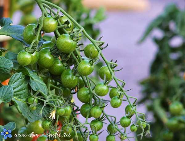 Удобрение и полив томатов для максимального урожая
