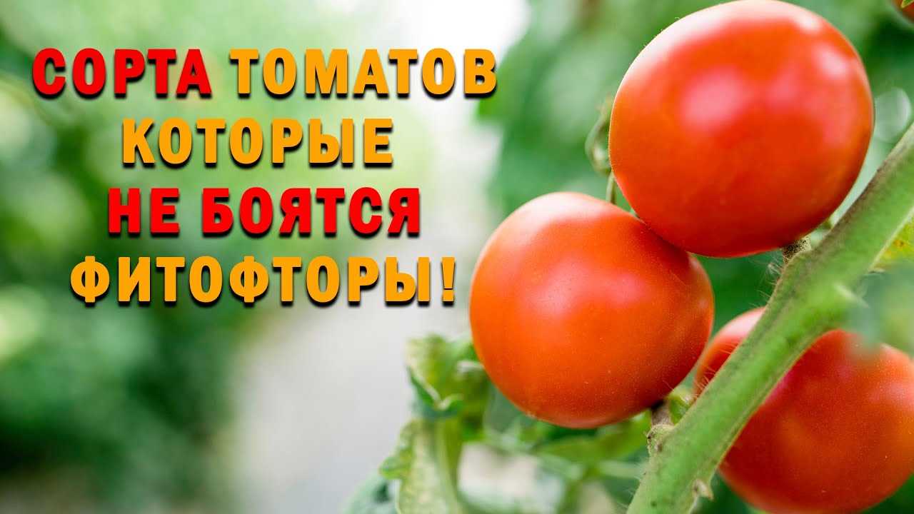 Самые урожайные и устойчивые к фитофторе томаты – ДВА сорта, которые ещё ни разу не подводили!