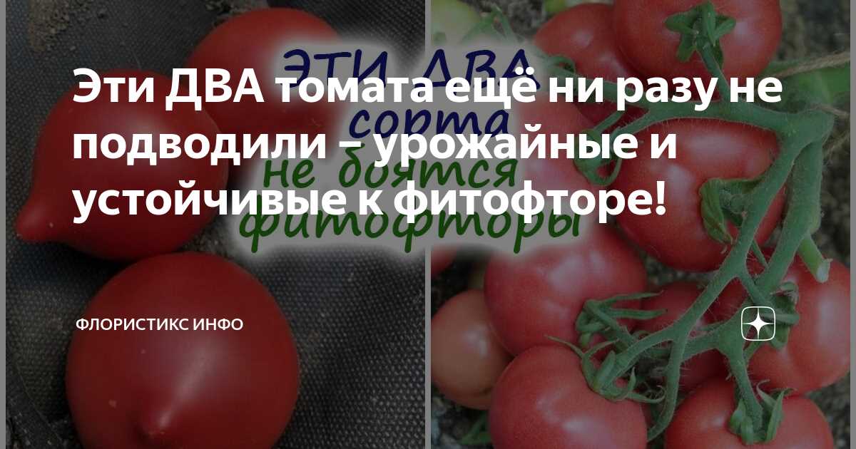 Устойчивые сорта томатов: гарантия успеха вашего сада