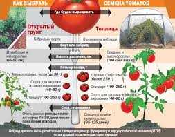 samie urozhajnie visokoroslie tomati podborka iz 8