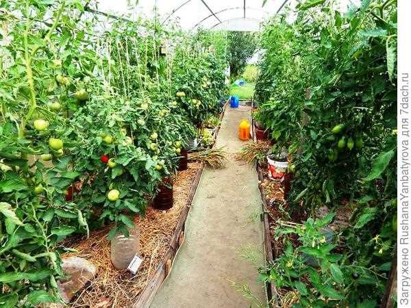 Оптимальный срок посева томатов