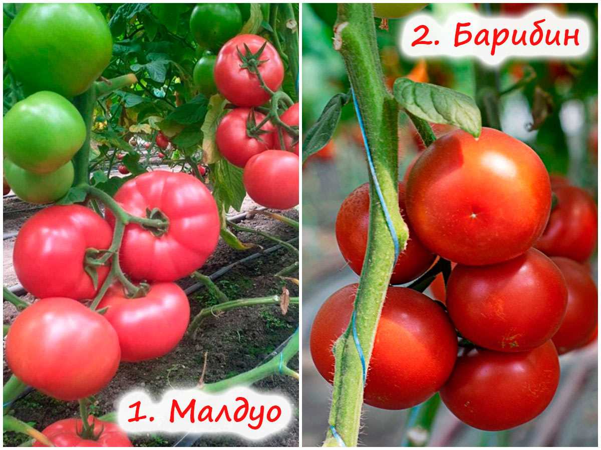 Самые урожайные высокорослые томаты – подборка из 8 проверенных на личном опыте сортов!