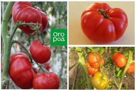 samie urozhajnie visokoroslie tomati podborka iz 8 ubuhutyg