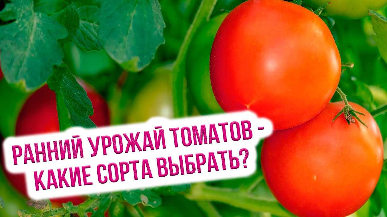 Уникальные свойства томата