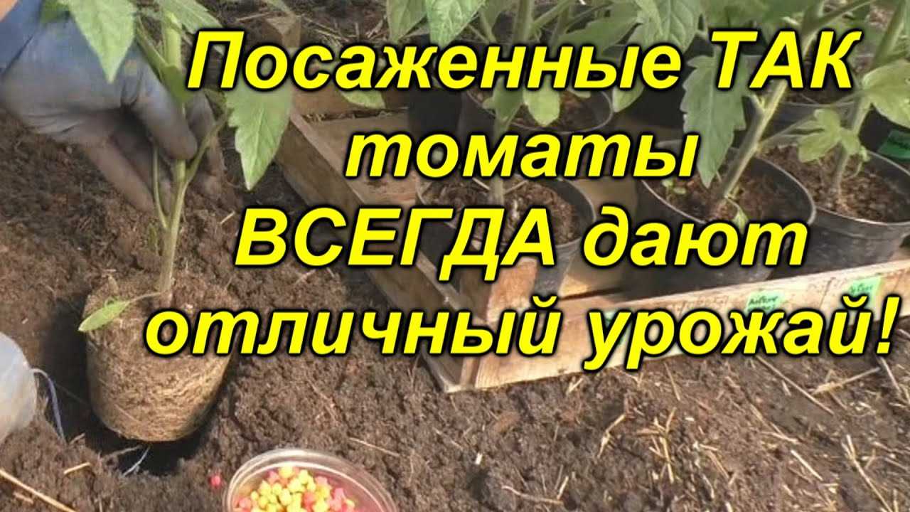 Посев томатов и уход за саженцами