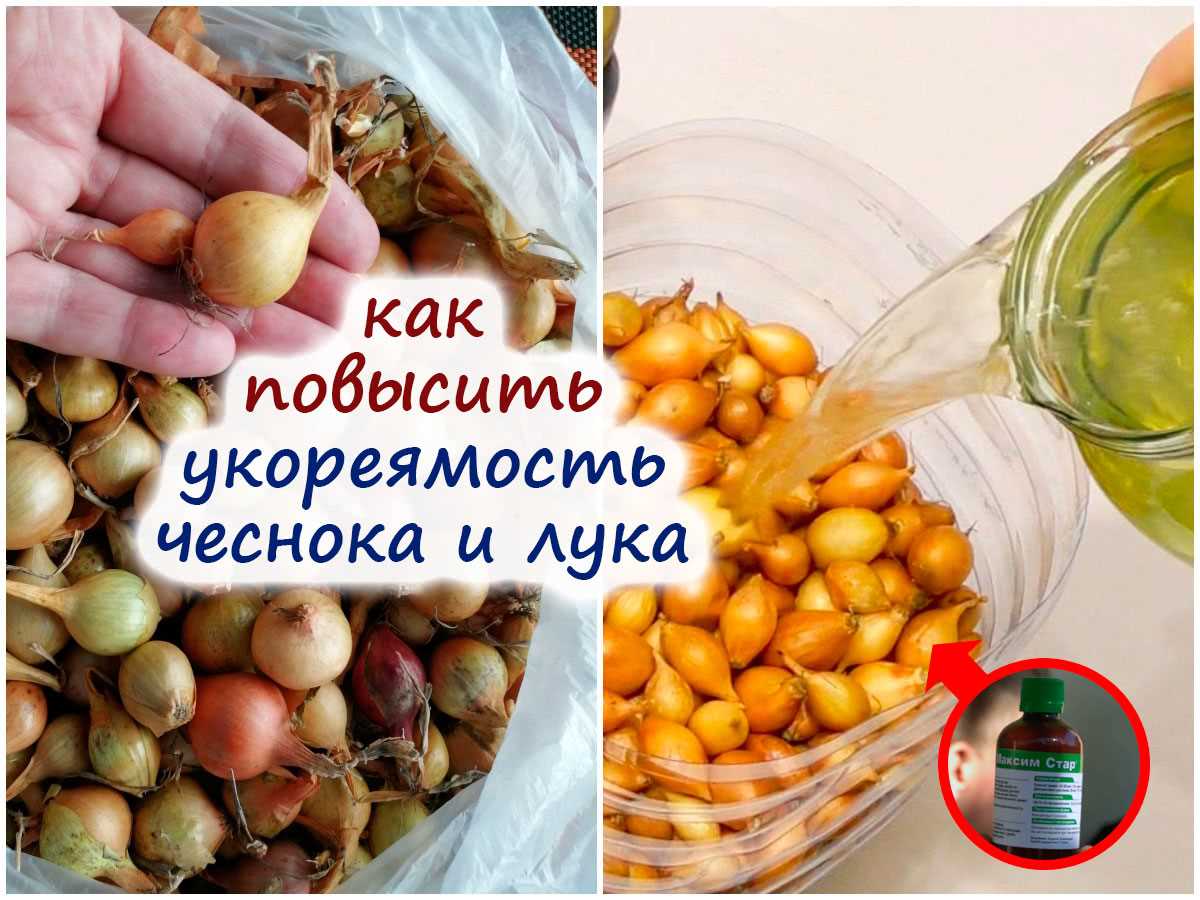 Оптимальные условия полива для лука и чеснока