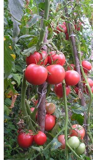 Сеем тепличные томаты: 2 проверенных устойчивых к заболеваниям сорта – розовый и красный