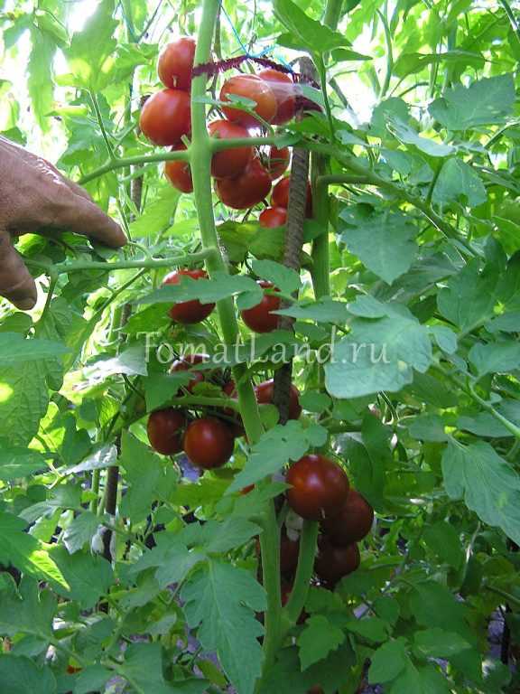 Выбор устойчивых сортов тепличных томатов
