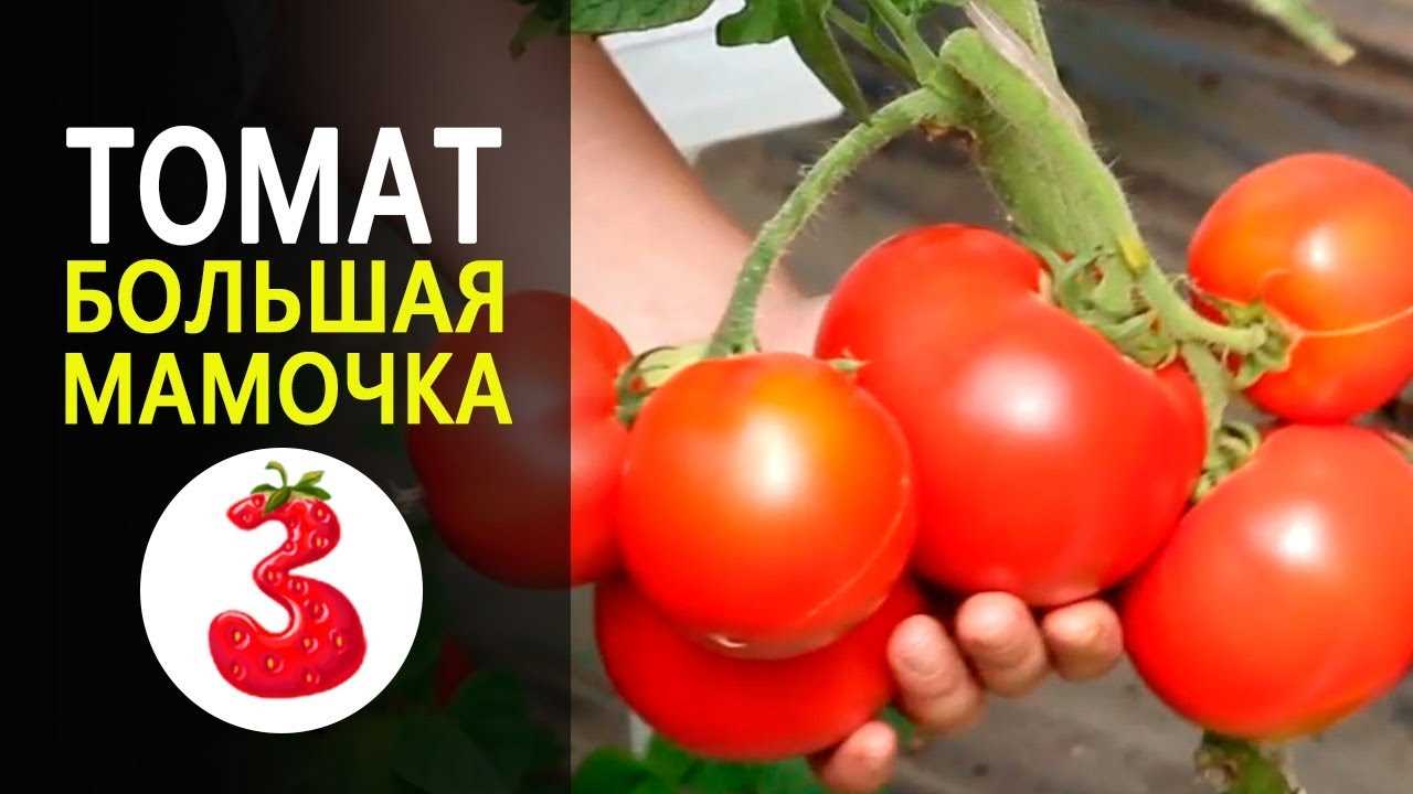 Сорт томата 