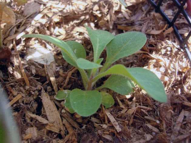 Особенности выращивания петунии в открытом грунте