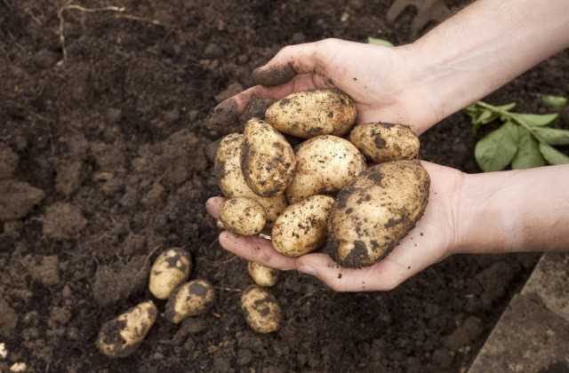 Секрет посадки картофеля – что нужно, чтобы урожайность была на максимальном уровне?