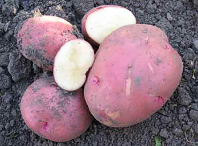Почему важно обеспечить высокую урожайность картофеля