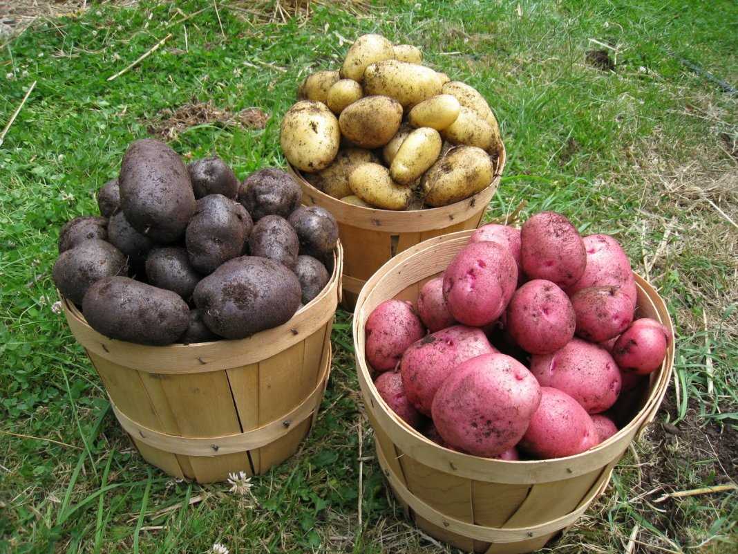 Секрет урожайности картофеля – что нужно сделать перед закладкой клубней на хранение?