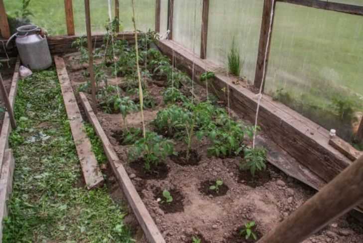 Секреты пикировки томатов – как получить более ранний урожай?