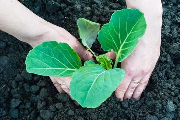 Секреты выращивания капусты – как рассчитать сроки посева и как получать экологически чистый продукт?
