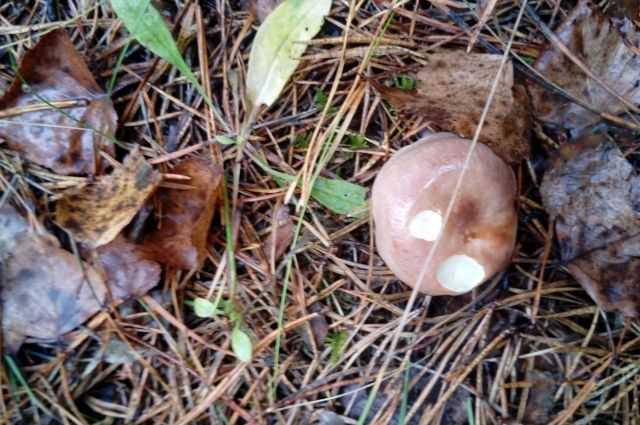 Семь ведер маслят за два часа – где искать летние грибы?
