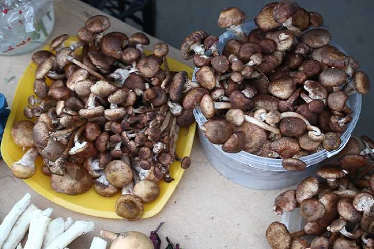 Основные правила безопасности при сборе летних грибов