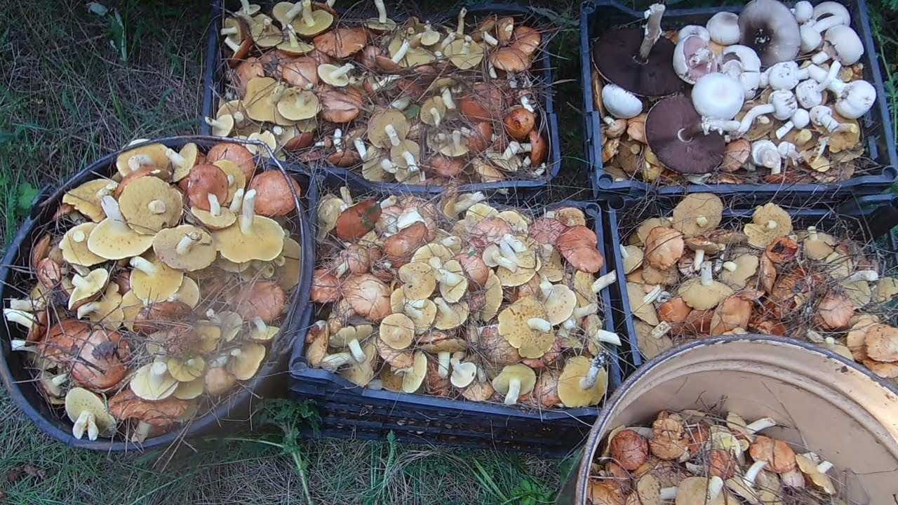 Как правильно собирать грибы, чтобы сохранить пригодность для употребления