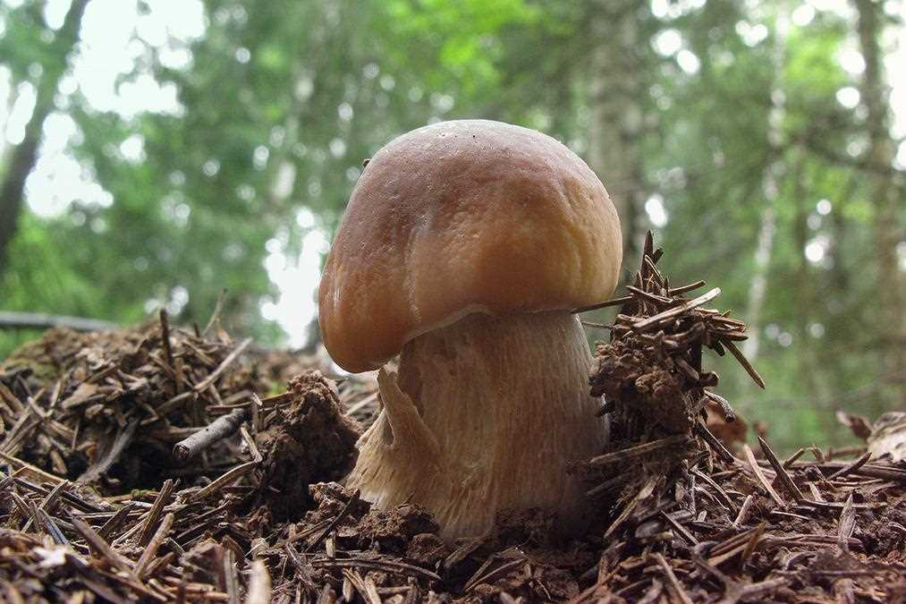 Популярные места для грибной туристической поездки в летнее время