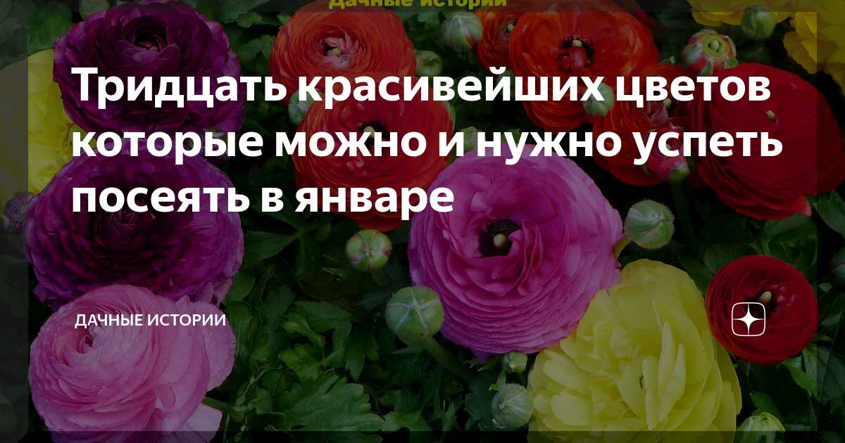 Цветы, которые хорошо растут на открытом грунте