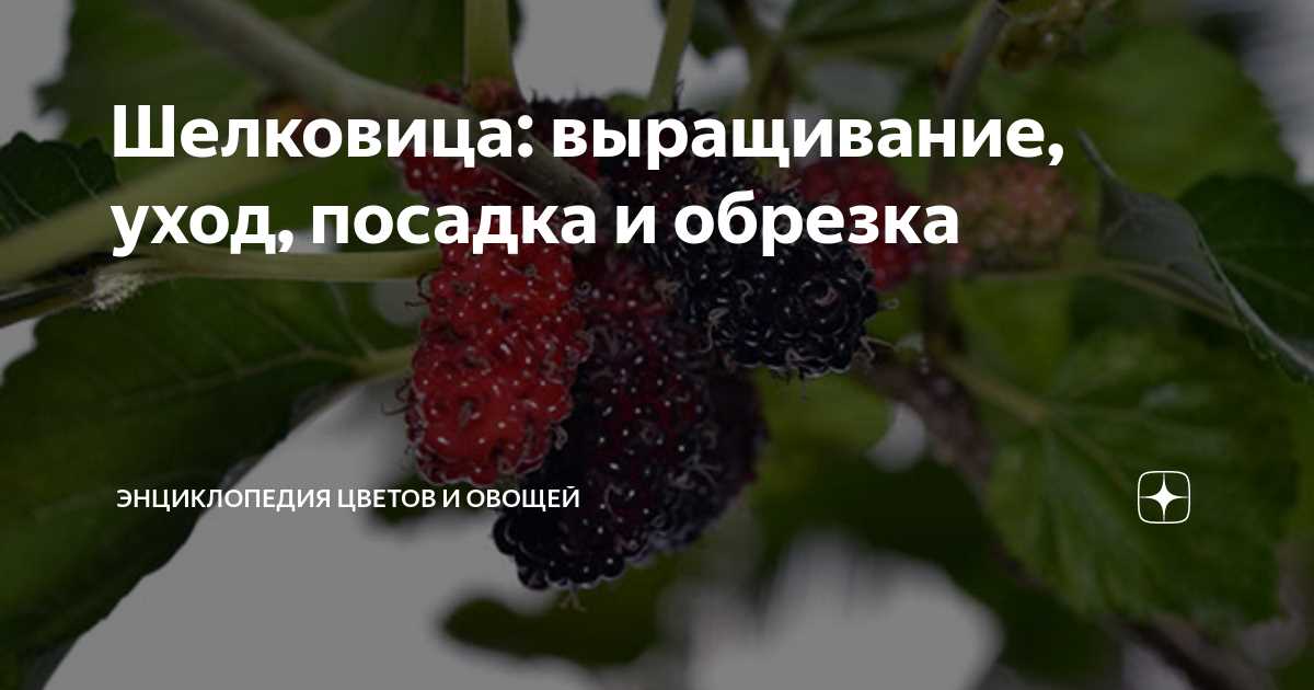 Подготовка почвы для выращивания