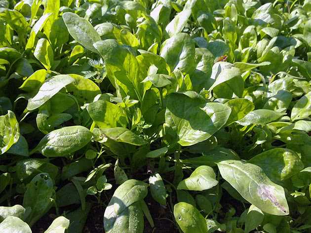 Почему выращивание шпината из семян на огороде - хорошая идея