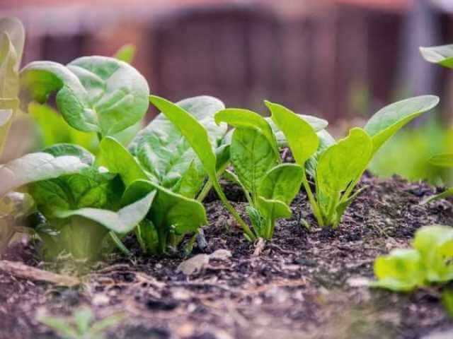 Уход за растениями шпината во время роста