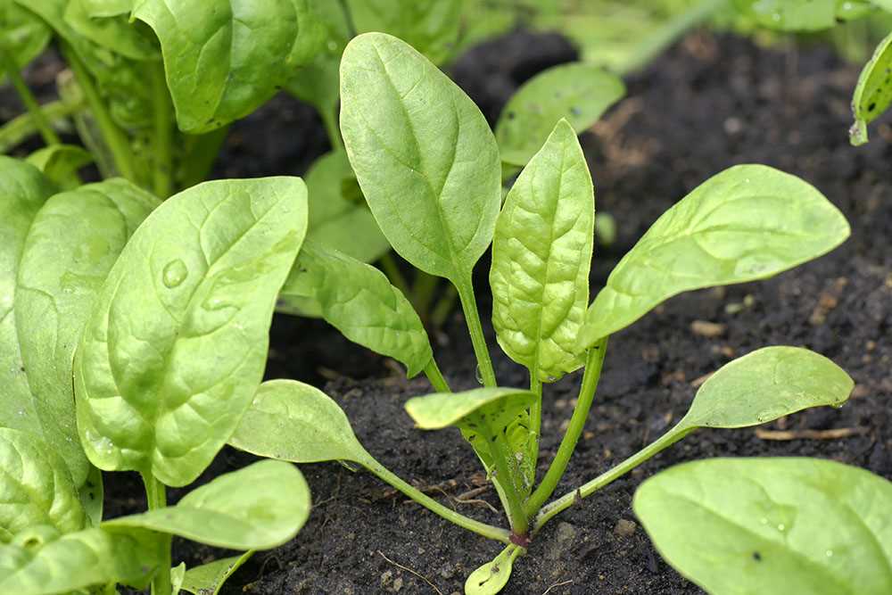 Как избежать болезней и вредителей при выращивании шпината