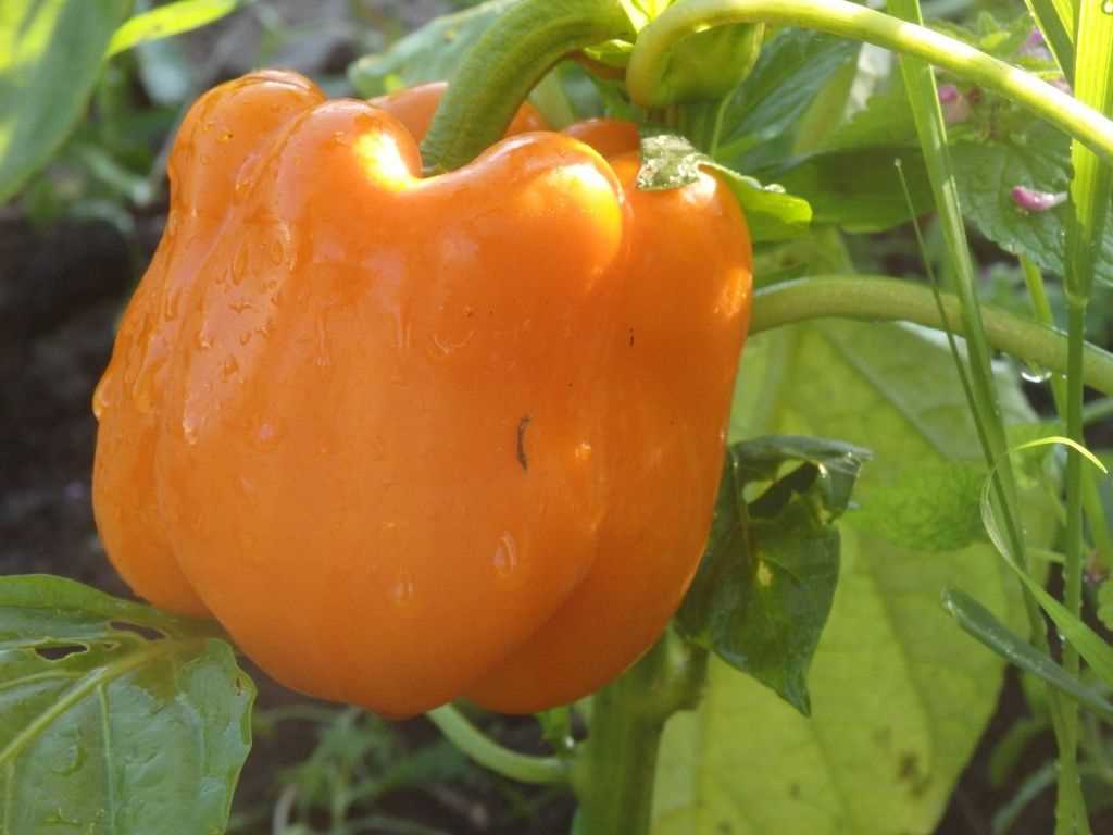 Почему сладкий перец - идеальное растение для выращивания