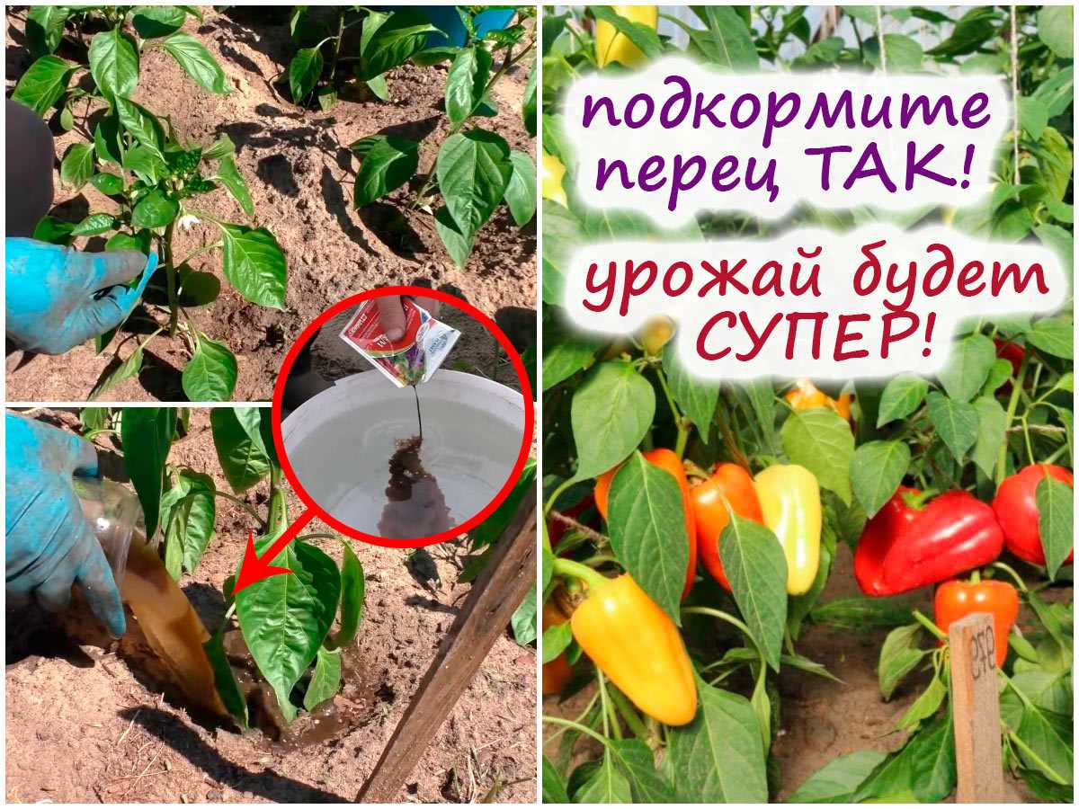Сладкий перец: удалять или не удалять первые цветки – секрет урожайности