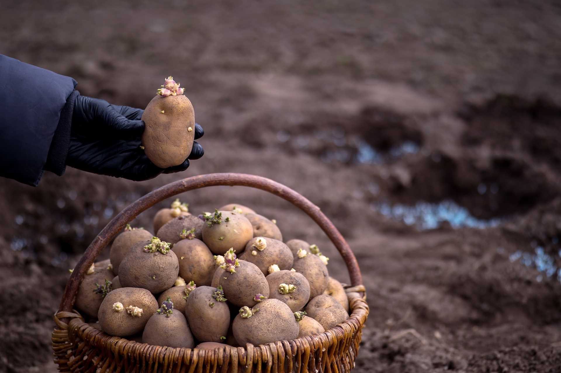 Выбор участка для выращивания картофеля