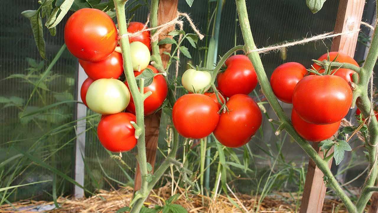 Соблюдайте 5 правил ухода за томатами, и фитофторы не будет