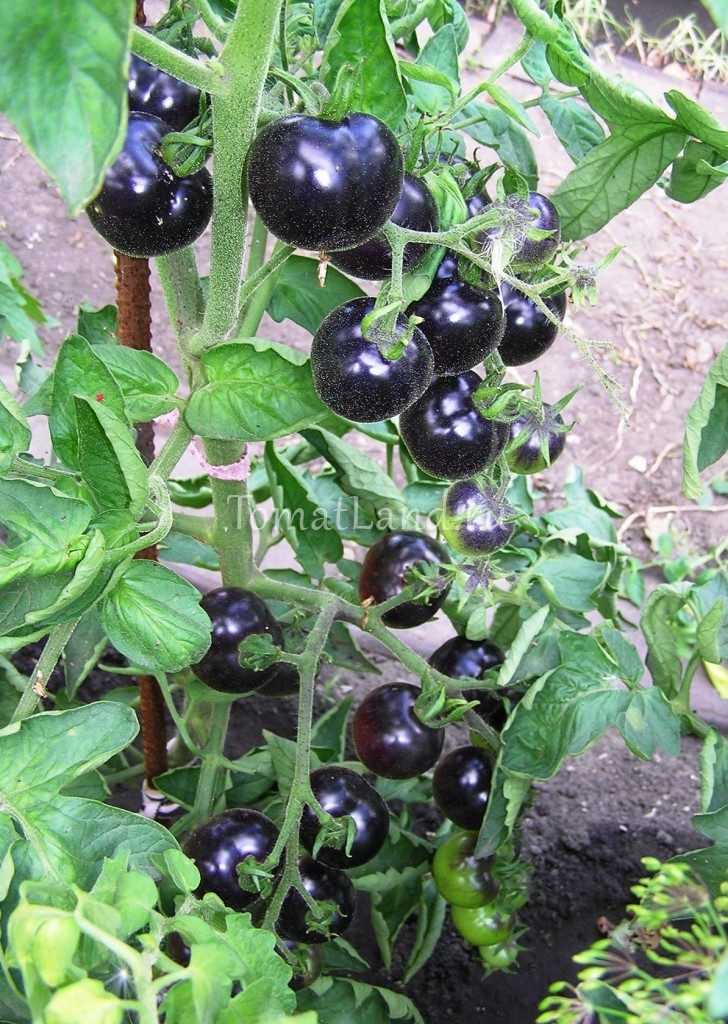 Выращивание черных помидоров в саду