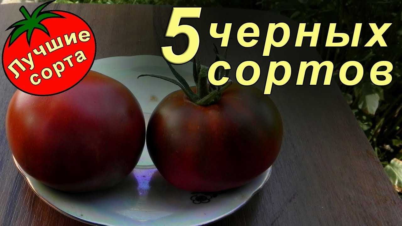 Черные помидоры в кулинарии: рецепты и идеи